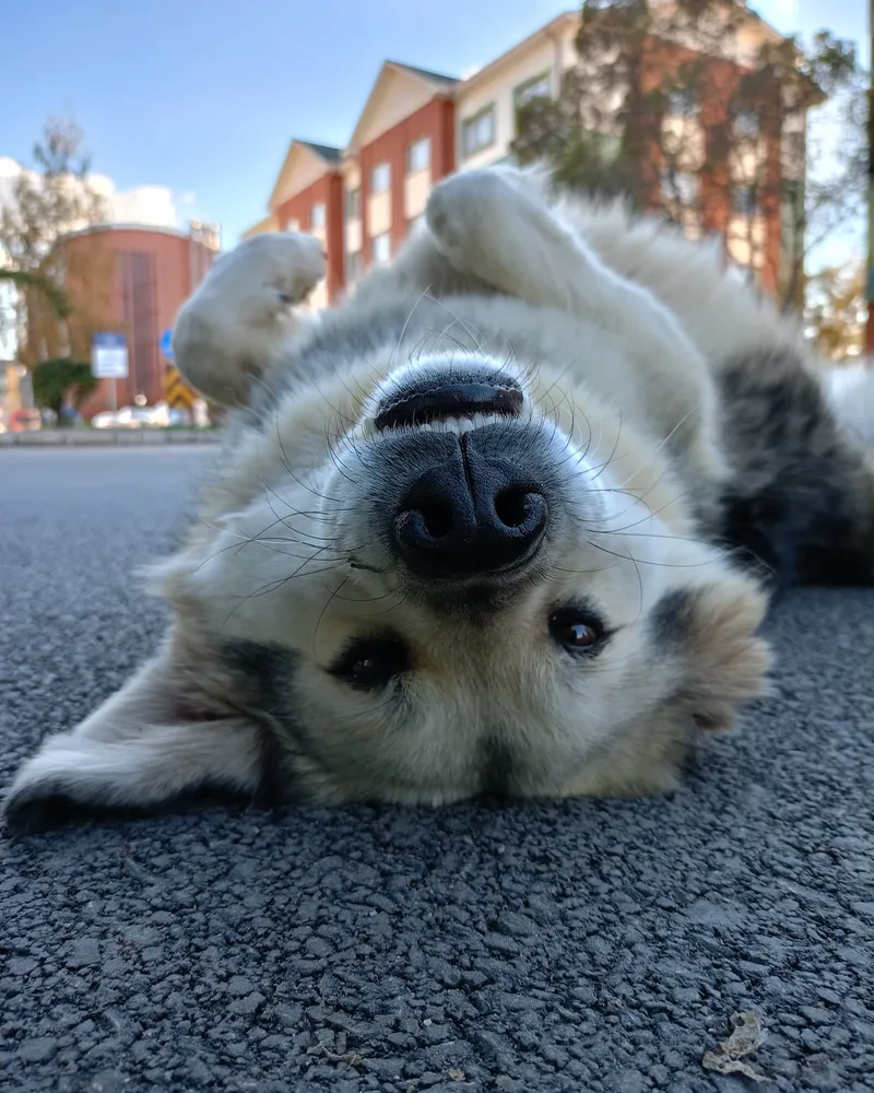Pofuduk adlı köpeğin fotoğrafı
