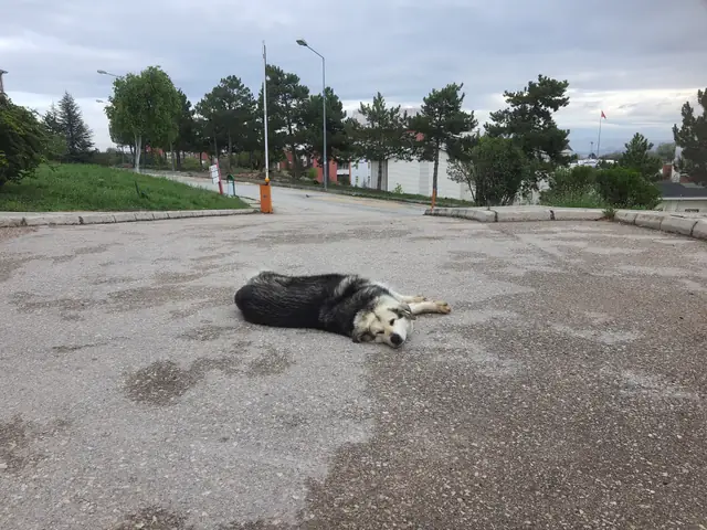 Pofuduk adlı köpeğin fotoğrafı