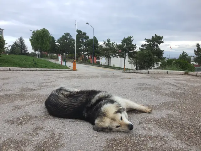 Pofuduk adlı köpeğin fotoğrafı