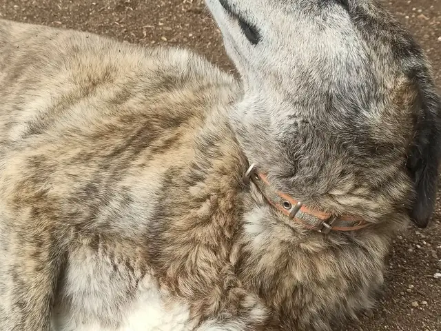 Raşit adlı köpeğin fotoğrafı