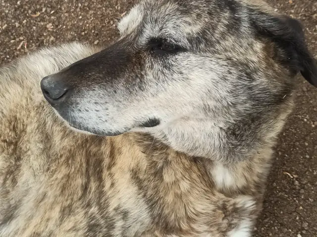 Raşit adlı köpeğin fotoğrafı