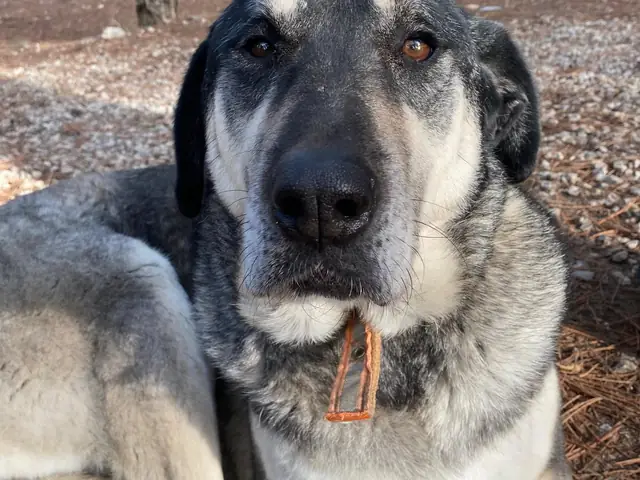 Kül adlı köpeğin fotoğrafı