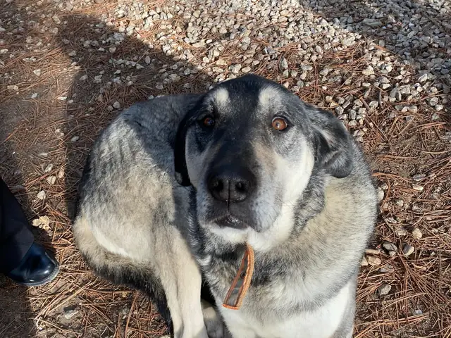 Kül adlı köpeğin fotoğrafı