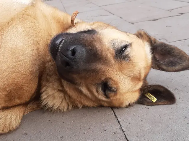 Serbest adlı köpeğin fotoğrafı