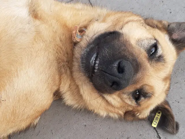 Serbest adlı köpeğin fotoğrafı