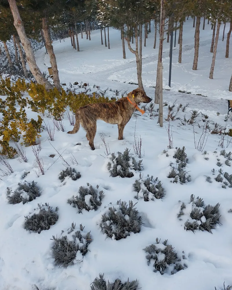 Kumsal adlı köpeğin fotoğrafı