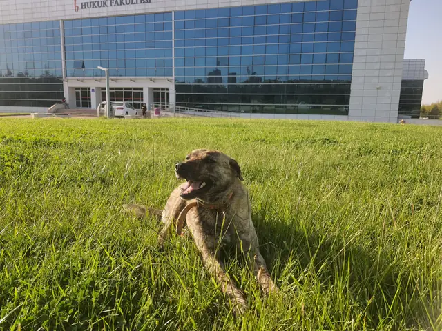 Kumsal adlı köpeğin fotoğrafı
