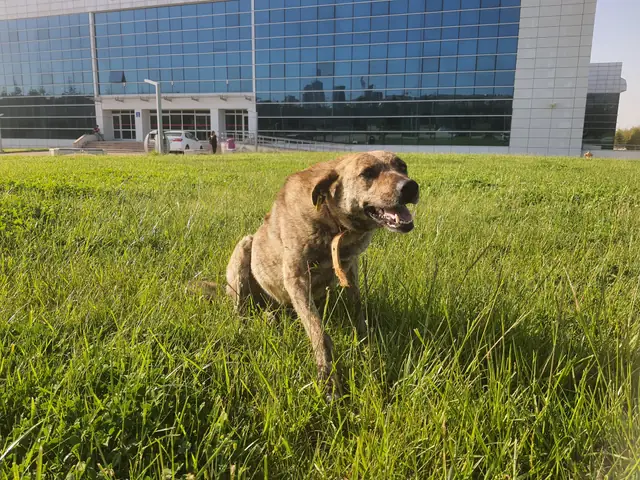 Kumsal adlı köpeğin fotoğrafı