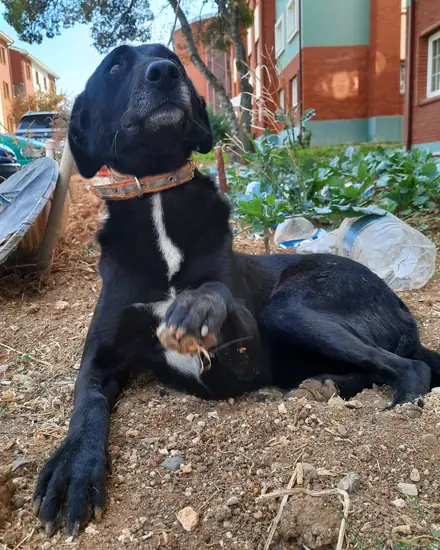 Şanslı Bebek adlı köpeğin fotoğrafı