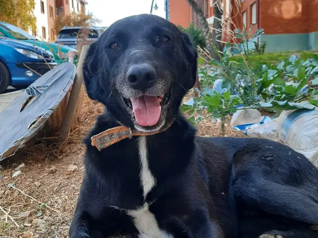 Şanslı Bebek adlı köpeğin fotoğrafı