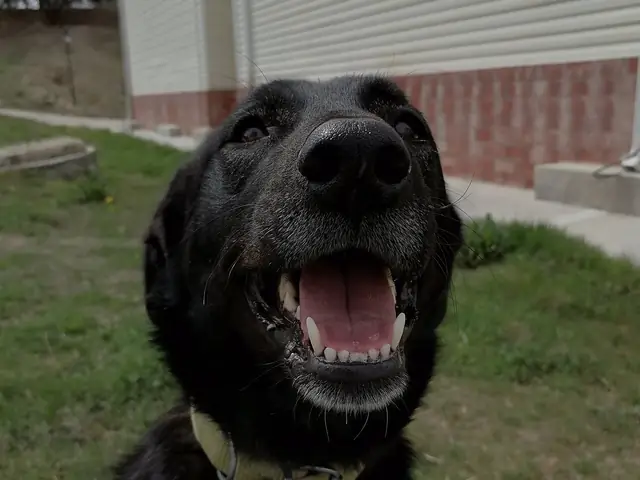 Şanslı Bebek adlı köpeğin fotoğrafı
