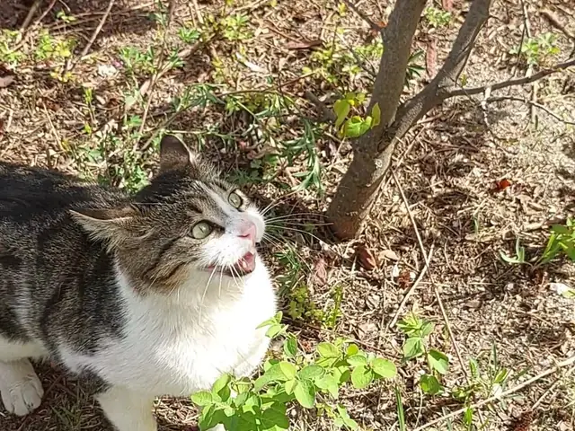 Şeker adlı kedinin fotoğrafı