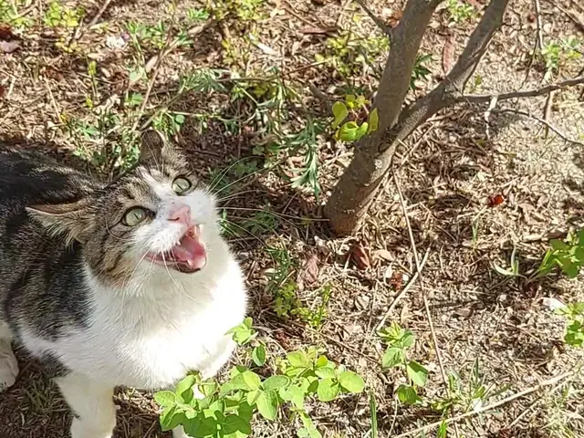 Şeker adlı kedinin fotoğrafı