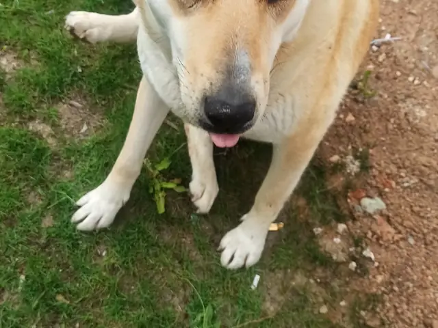 Gelincik adlı köpeğin fotoğrafı