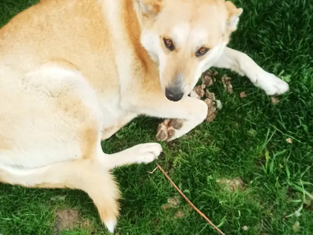 Gelincik adlı köpeğin fotoğrafı