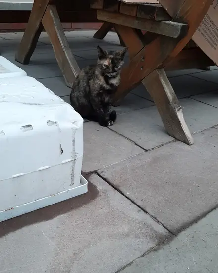 Robocat adlı kedinin fotoğrafı