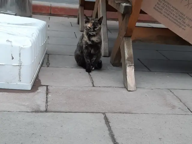Robocat adlı kedinin fotoğrafı
