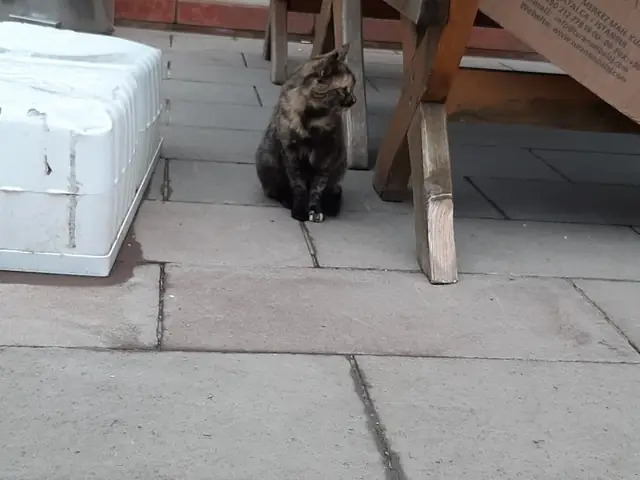 Robocat adlı kedinin fotoğrafı