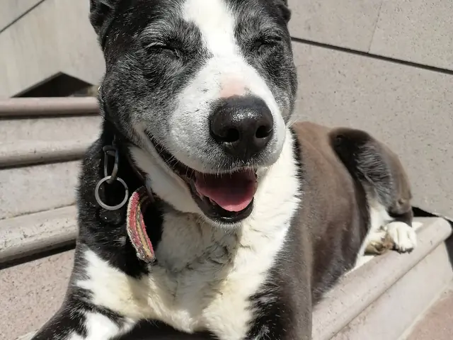 Sanchez adlı köpeğin fotoğrafı