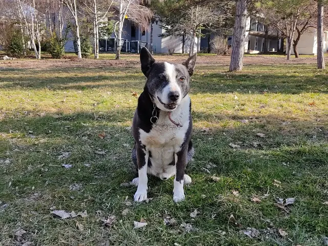 Sanchez adlı köpeğin fotoğrafı