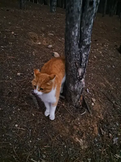Vincent