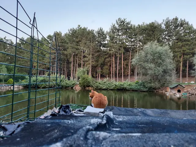Vincent adlı kedinin fotoğrafı