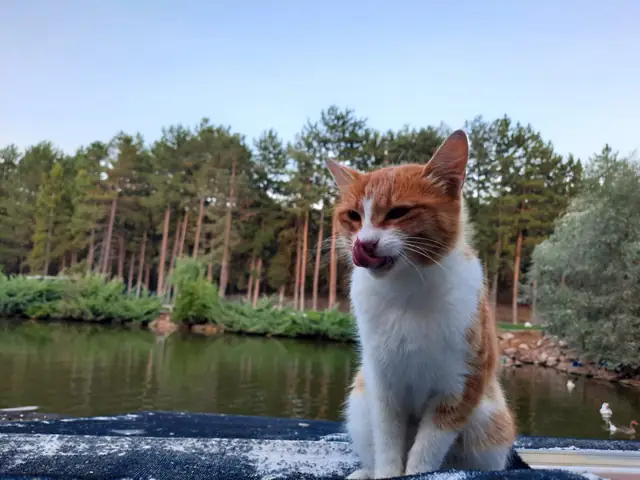 Vincent adlı kedinin fotoğrafı