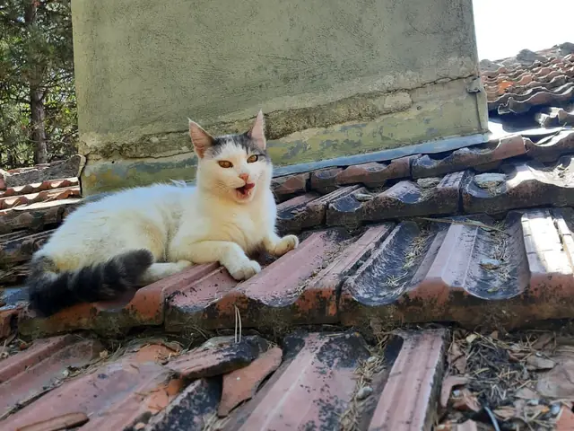 Tokyo adlı kedinin fotoğrafı