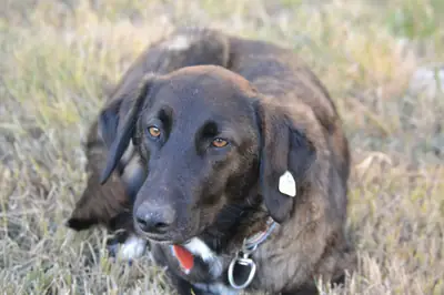 Zuko