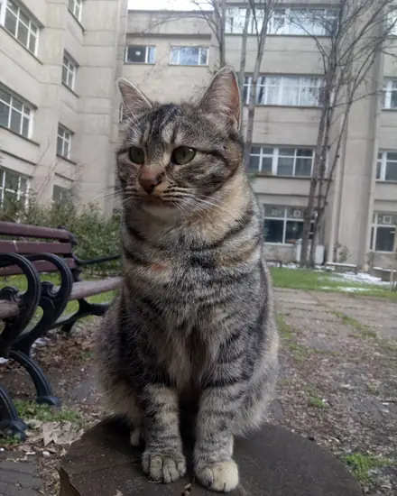 Çiçek adlı kedinin fotoğrafı