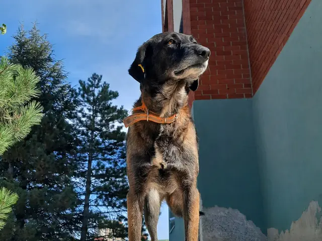 Zuko adlı köpeğin fotoğrafı