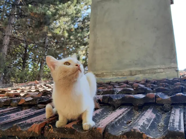 Hurley adlı kedinin fotoğrafı
