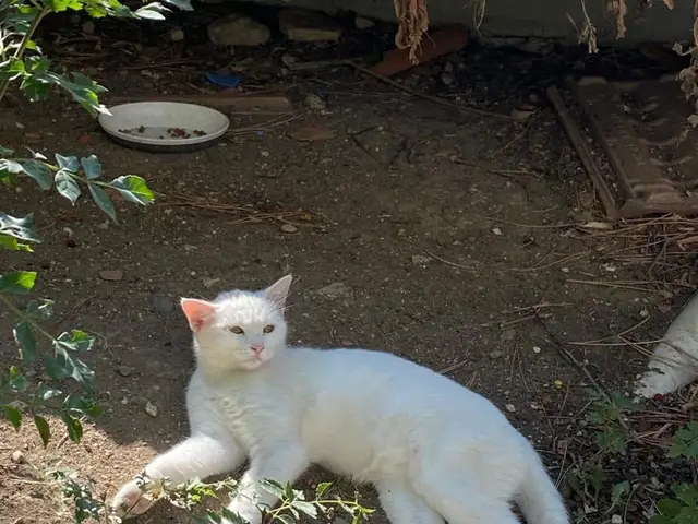 Hurley adlı kedinin fotoğrafı