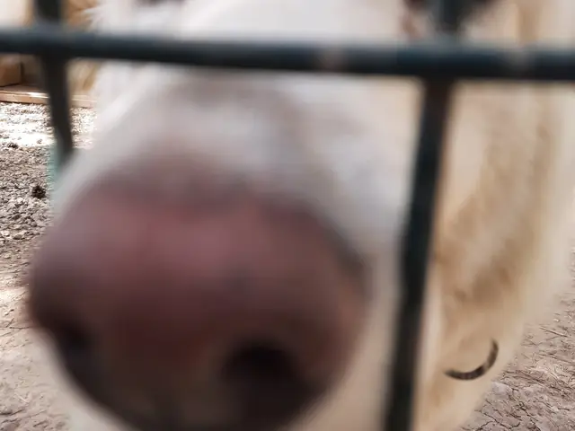 Feride adlı köpeğin fotoğrafı
