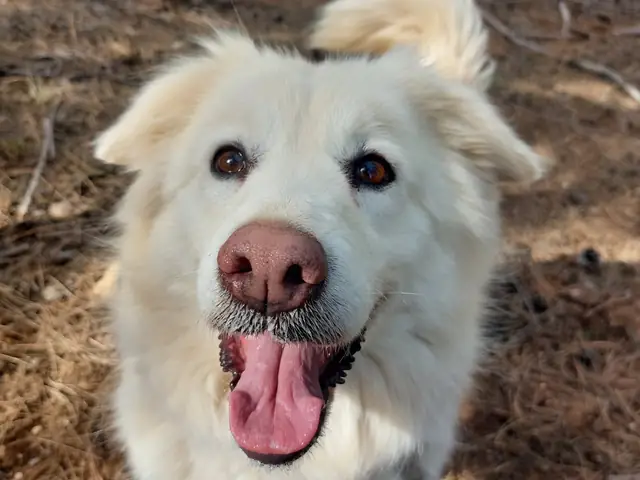 Feride adlı köpeğin fotoğrafı