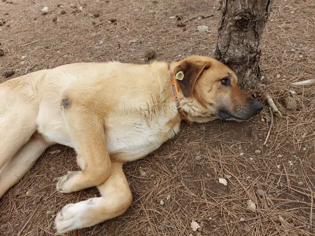 Sarmaş adlı köpeğin fotoğrafı