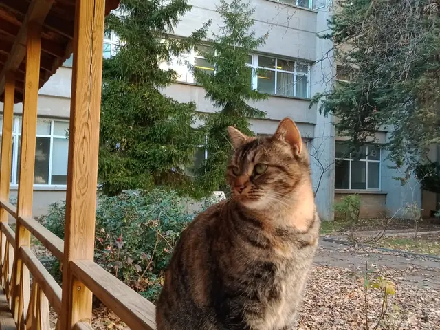 Çiçek adlı kedinin fotoğrafı