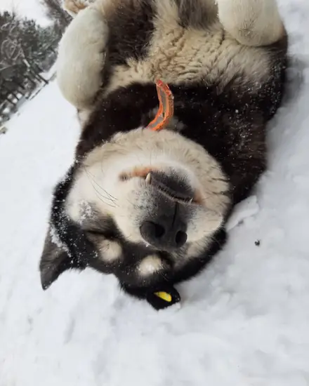 Robin adlı köpeğin fotoğrafı
