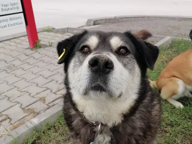 Robin adlı köpeğin fotoğrafı