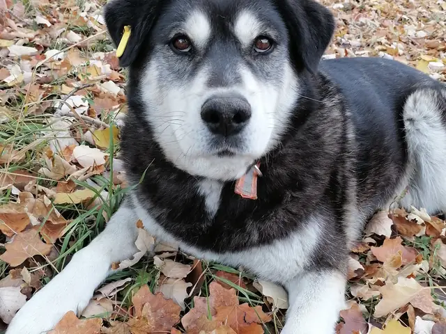 Robin adlı köpeğin fotoğrafı