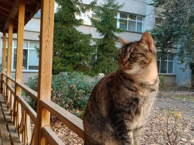 Çiçek adlı kedinin fotoğrafı