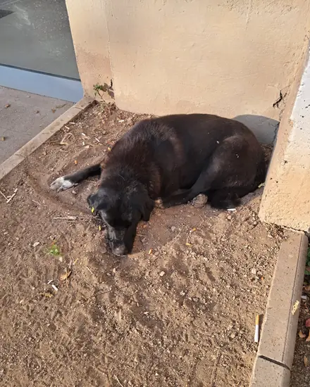 Zeyno adlı köpeğin fotoğrafı