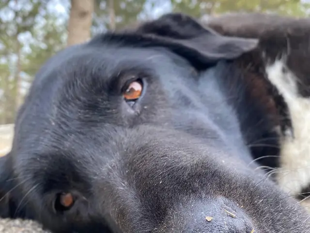 Zeyno adlı köpeğin fotoğrafı