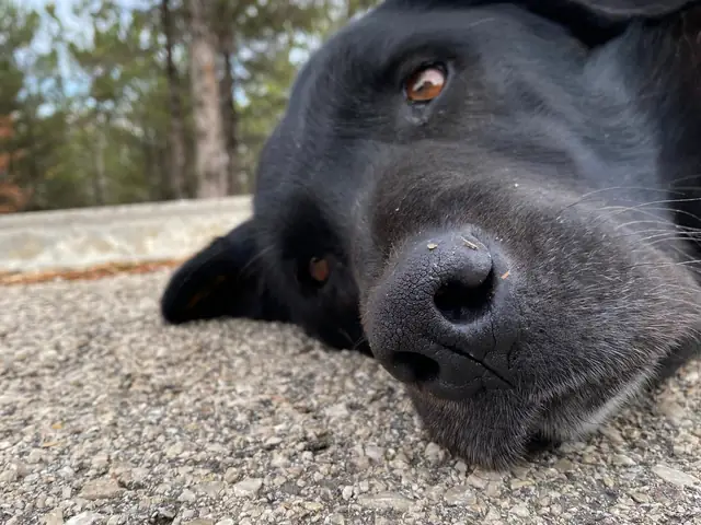Zeyno adlı köpeğin fotoğrafı