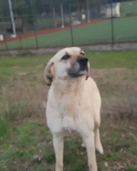 Asuman adlı köpeğin fotoğrafı