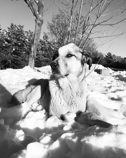 Athena adlı köpeğin fotoğrafı