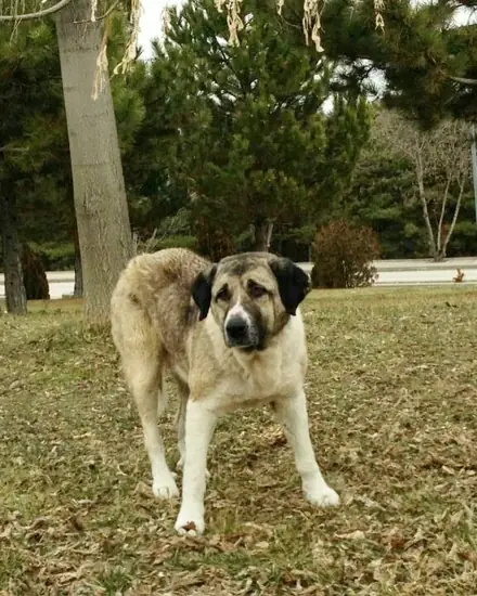 Atkılı adlı köpeğin fotoğrafı