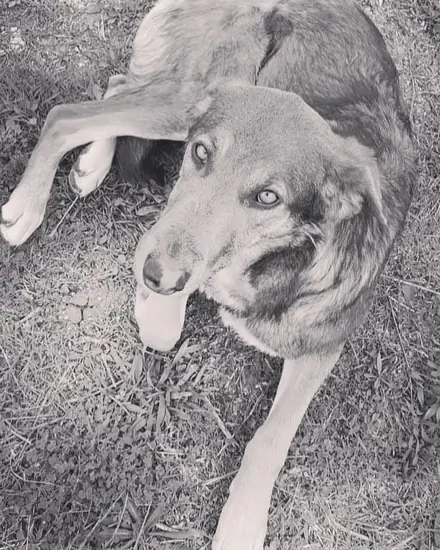 Azula adlı köpeğin fotoğrafı
