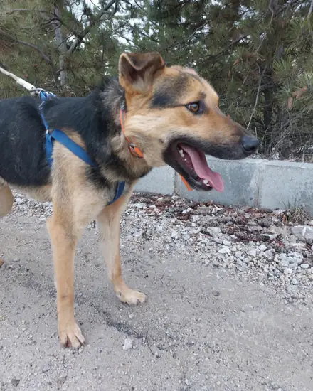 Behlül adlı köpeğin fotoğrafı