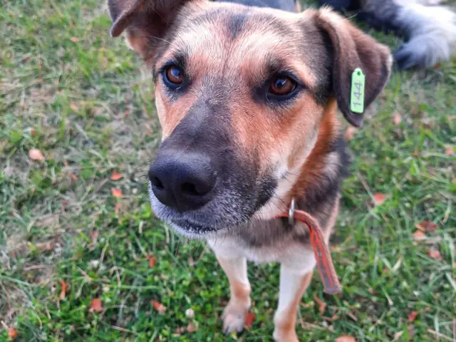 Behlül adlı köpeğin fotoğrafı